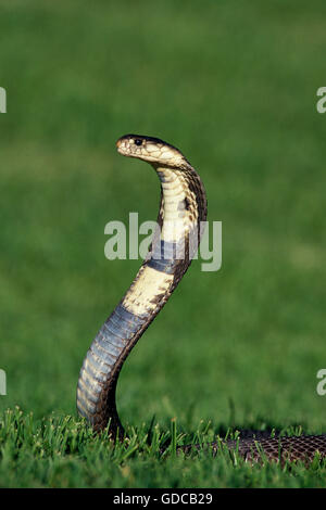 Cobra indien, Naja naja, Venemous Specy Banque D'Images