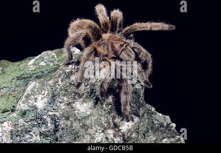 Aux Cheveux Rose chilien Tarantula, gala grammostola Banque D'Images