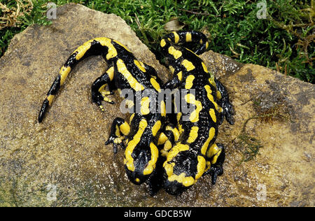 Salamandra salamandra Salamandre de feu, PAIRE D'ADULTES ON ROCK Banque D'Images