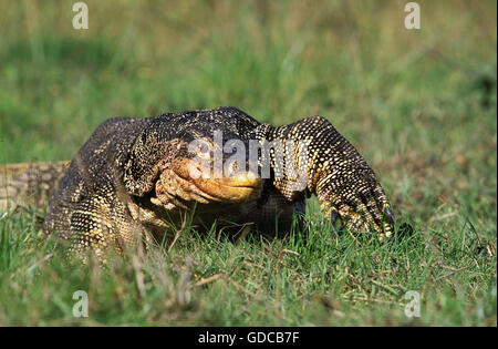 Surveiller l'eau Lézard varanus salvator adultes marcher sur l'HERBE Banque D'Images