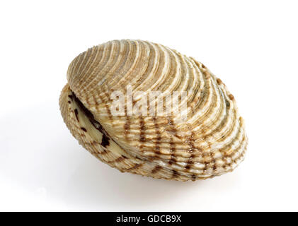 Les palourdes, venus verrucosa, Shell against White Background Banque D'Images