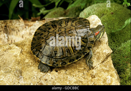 Red-Eared Terrapin, Trachemys scripta elegans Banque D'Images