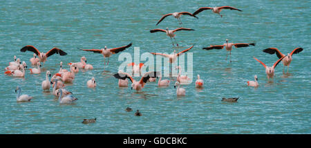 L'Amérique du Sud Chili, Terre de Feu,des flamants roses en vol Banque D'Images