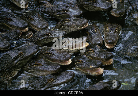 Alligator, alligator mississipiensis, bébés dans la ferme aux crocodiles Banque D'Images