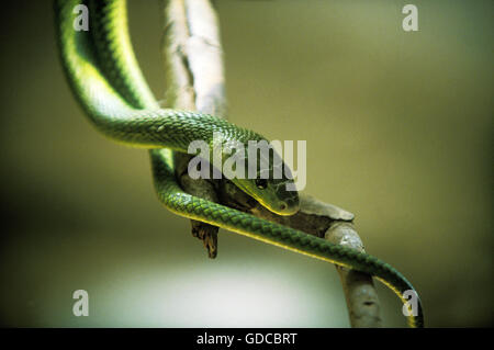 Dendroaspis angusticeps mamba vert, adulte, Tanzanie Banque D'Images