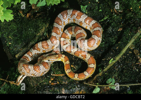 Serpent de maïs OU DU RAT SNAKE elaphe guttata Banque D'Images