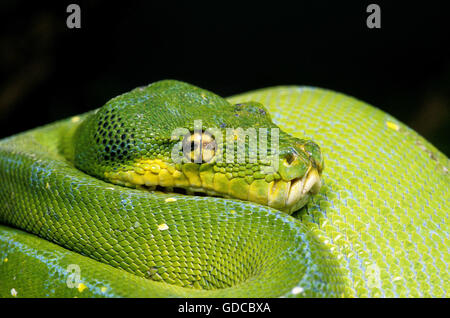 Green Tree Python, Morelia viridis, Close up of Head Banque D'Images