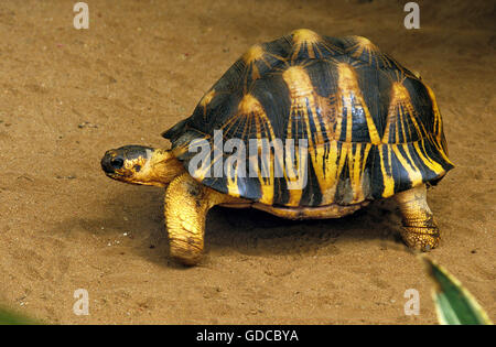 Madagascar Turtoise rayonnée, Geochelone radiata Banque D'Images