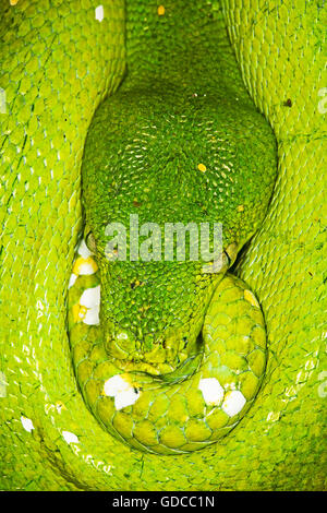 Green Tree Python, Morelia viridis, Close up of Head Banque D'Images