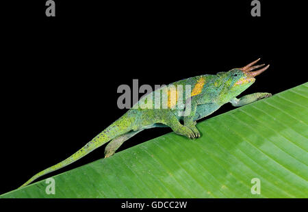 JACKSON'S CHAMELEON chamaeleo jacksoni, HOMME MARCHE SUR LEAF Banque D'Images