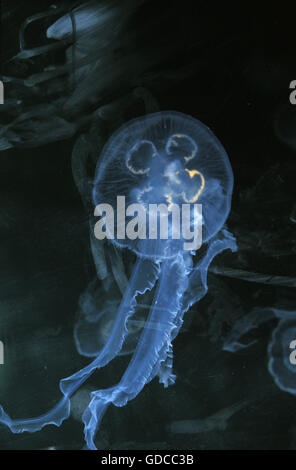 Méduse Méduse de lune ou commun, urelia aurita Banque D'Images