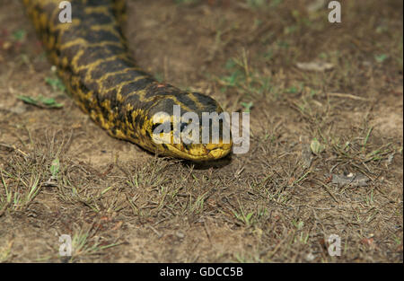 Anaconda vert, Eunectes murinus, Pantanal au Brésil Banque D'Images