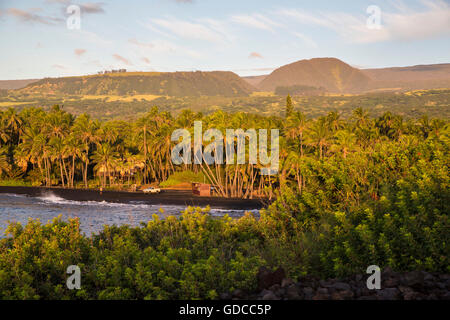 Big Island,palmiers,,Punaluu Black sand Beach, Big Island,USA,New York,Nord,palmiers, Banque D'Images