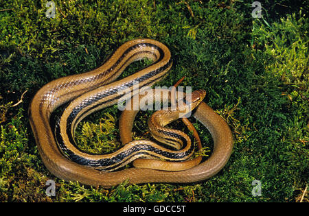 Couleuvre obscure, Copperhead elaphe radiata, adulte sur mousse Banque D'Images