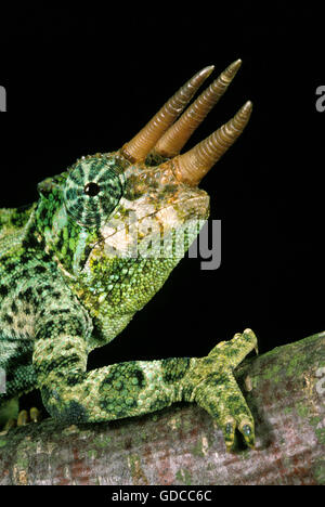 Jackson's Chameleon, chamaeleo jacksoni, Portrait d'homme sur fond noir Banque D'Images