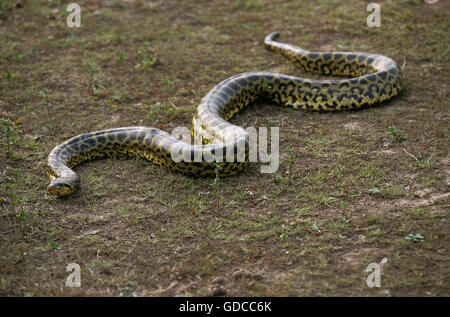 Anaconda vert, Eunectes murinus, Pantanal au Brésil Banque D'Images