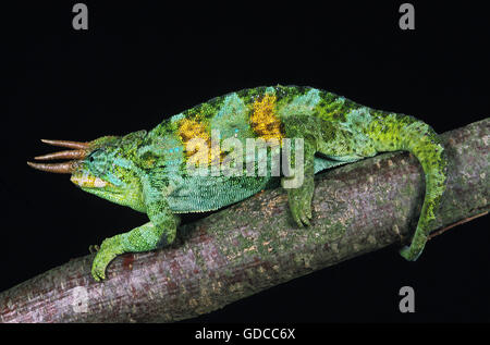 Jackson's Chameleon, chamaeleo jacksoni, homme sur fond noir Banque D'Images