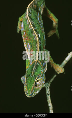 La Forêt de Madagascar, Caméléon furcifer campani, des profils sur Branch sur fond noir Banque D'Images