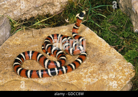 Lampropeltis pyromelana SONORAN MOUNTAIN KINGSNAKE, ADULTE ON ROCK Banque D'Images