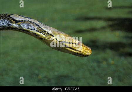 Python réticulé, python reticulatus, Chef Banque D'Images