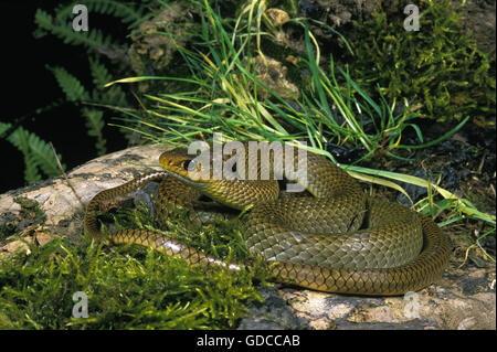 Serpent Rat Chinois Indo, ptyas korros Banque D'Images