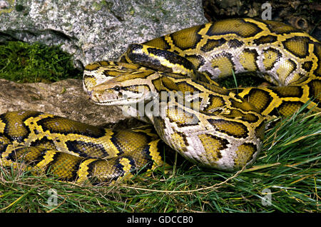 Indian Python, Python molurus Banque D'Images