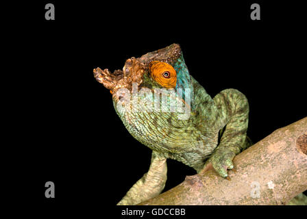 Parson's Chameleon, chamaeleo parsonii, Adulte on Branch Banque D'Images