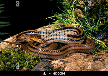 Rat, Serpent Copperhead elaphe radiata, adulte sur le moignon Banque D'Images