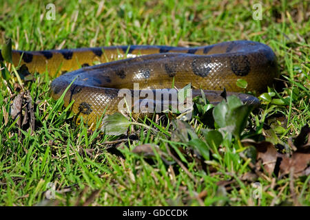 Anaconda vert, Eunectes murinus, Los Lianos au Venezuela Banque D'Images