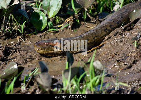 ANACONDA VERT Eunectes murinus, LOS LIANOS AU VENEZUELA Banque D'Images