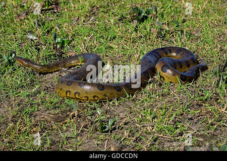 Anaconda vert, Eunectes murinus, Los Lianos au Venezuela Banque D'Images