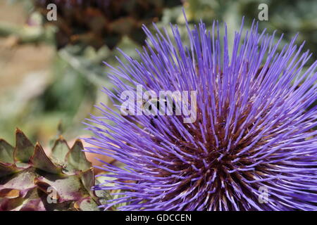 Fleur d'artichaut violet, le cardon (Cynara cardunculus), Californie Banque D'Images