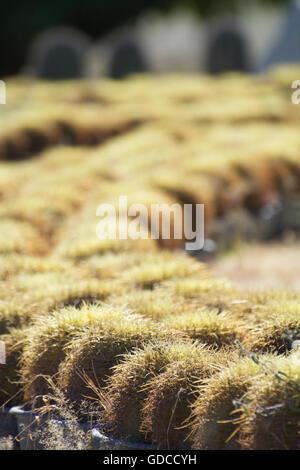 Lignes de perspective de la texture d'arrière-plan flou cactus au Jardin botanique du Désert Wirikuta Puerto Los Cabos Mexique Cactus 1000 Banque D'Images