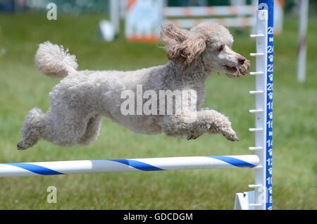 Caniche miniature sautant par-dessus un saut à un concours d'Agilité de chien Banque D'Images