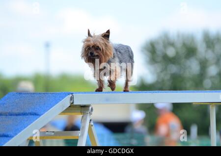 Yorkshire Terrier (Yorkie) marche sur un chien à pied à un procès d'Agilité Banque D'Images
