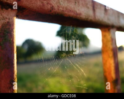 Une toile d'araignée dans les premiers rayons du soleil sur une vieille grille rouillée Banque D'Images