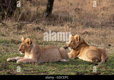Lion (Panthera leo), les jeunes, Masai Mara, Kenya, Afrique Banque D'Images