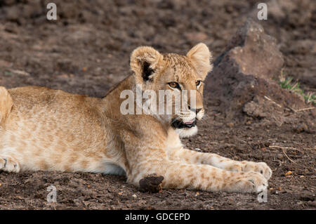 Lion (Panthera leo), les jeunes, Masai Mara, Kenya, Afrique Banque D'Images