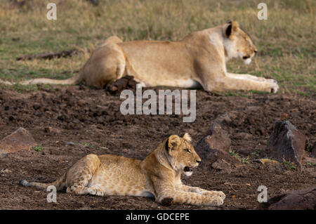 Les lions (Panthera leo), lionne, CUB, Masai Mara, Kenya, Afrique Banque D'Images