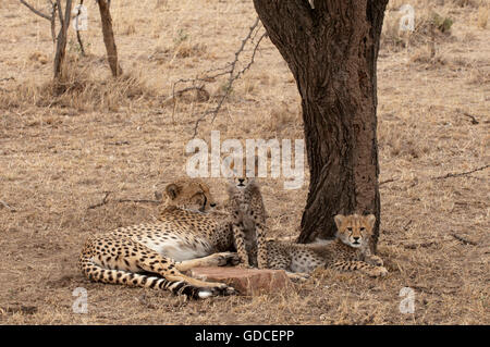 Le Guépard (Acinonyx jubatus) avec les louveteaux, Masai Mara, Kenya, Afrique Banque D'Images
