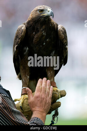 Golden Eagle Attila, mascotte de l'Eintracht Francfort football club, Frankfurt am Main, Hesse Banque D'Images