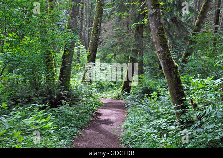 Beau chemin serpentant à travers la forêt paisible Banque D'Images