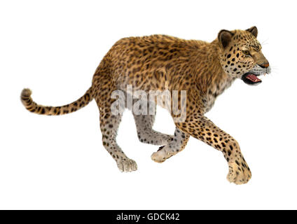 Le rendu 3D d'un grand chat leopard isolé sur fond blanc Banque D'Images