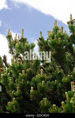 En montagne caractéristique Pinus mugo Banque D'Images