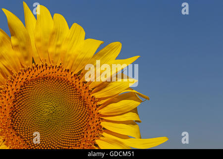 Close up of sunflower tête sur ciel bleu Banque D'Images