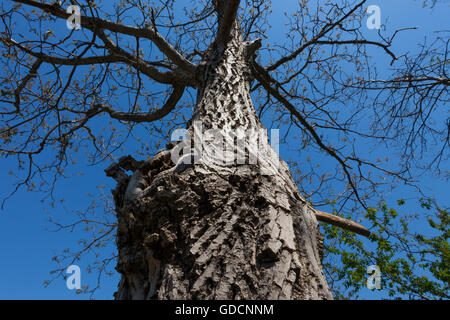 Un grand vieil arbre avec trou sous ciel bleu Banque D'Images