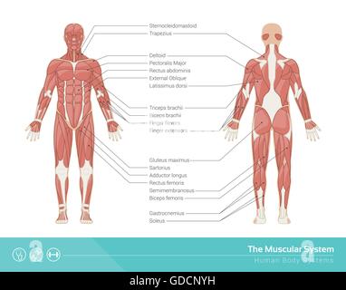 Le système musculaire de l'illustration vectorielle, vue avant et arrière Illustration de Vecteur