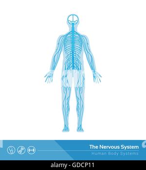 Le système nerveux humain vector illustration médicale Illustration de Vecteur