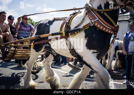 Une vue rapprochée de l'faisceau à Appleby Horse Fair à Cumbria Banque D'Images