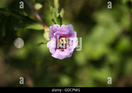 Une abeille en vol la collecte du pollen d'une fleur. Banque D'Images